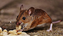 24 Hour & Emergency Exterminators in Roaring Gap, NC